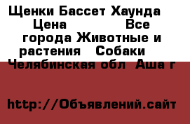 Щенки Бассет Хаунда  › Цена ­ 25 000 - Все города Животные и растения » Собаки   . Челябинская обл.,Аша г.